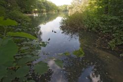 Bild des Mollbeckteichs